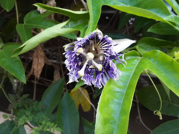 passiflora