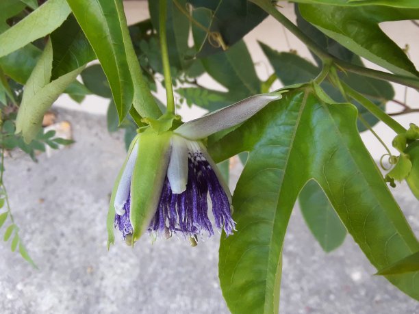 passiflora