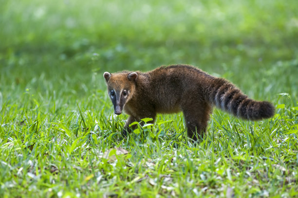 coatimundi