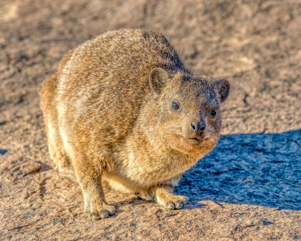 hyracoidea