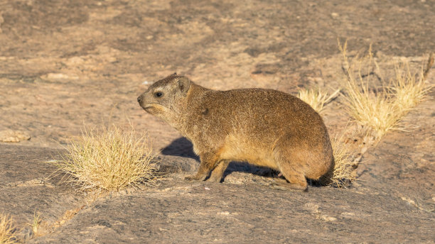 hyracoidea