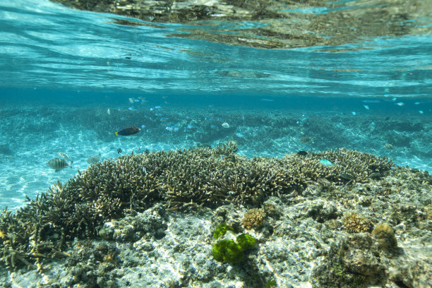 塞班岛浮潜