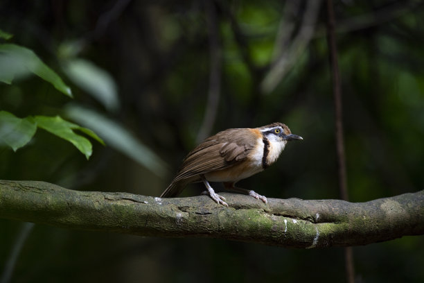 laughingthrush