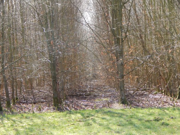 clearing