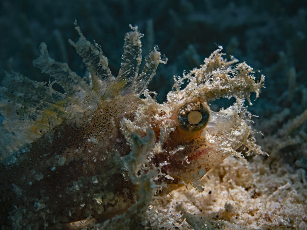 pterois