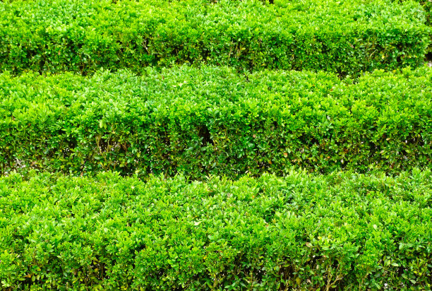 清新绿色方块背景图案