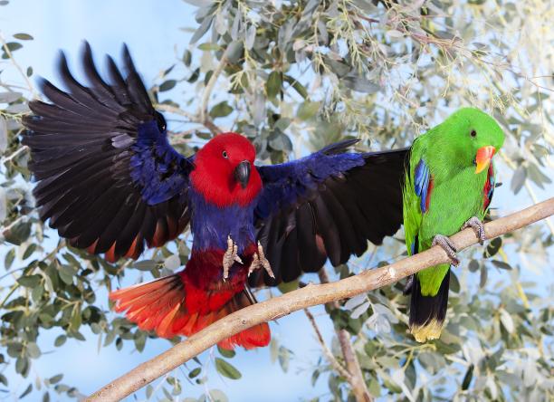 eclectus