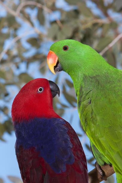 eclectus