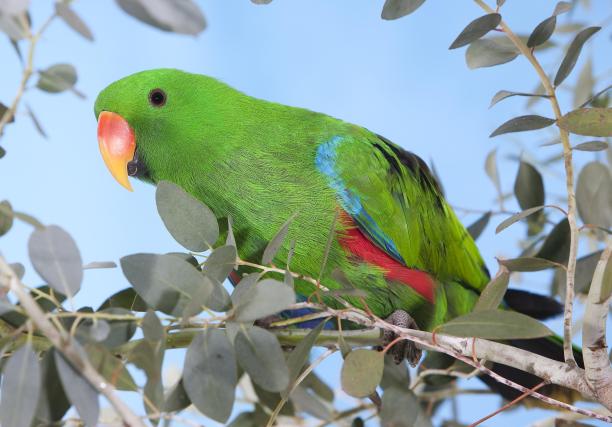 eclectus