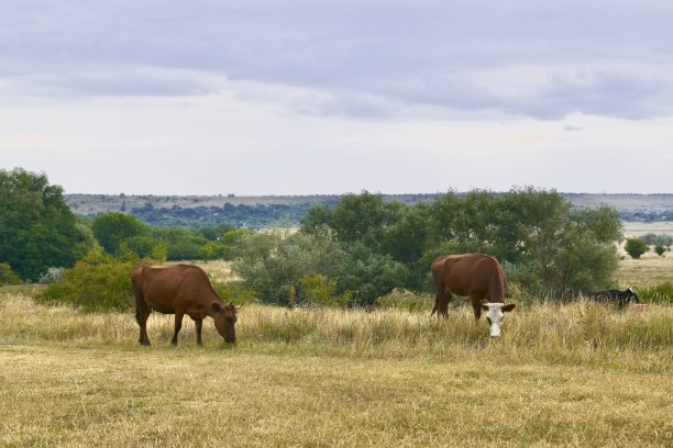 农村乡下田园的两只黄牛