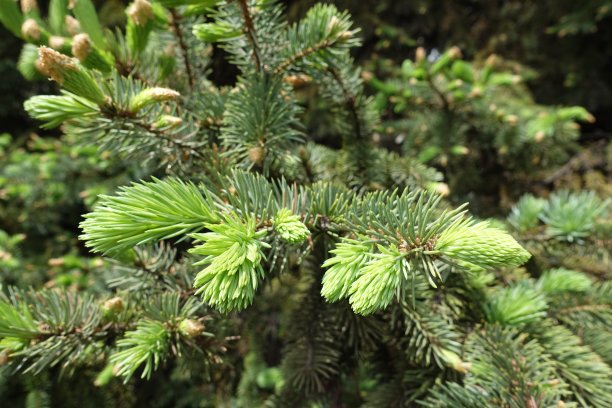 spruce