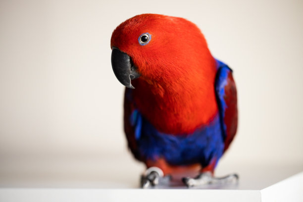 eclectus