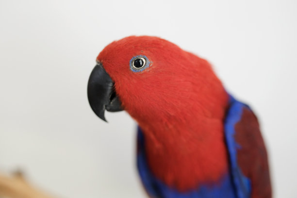 eclectus