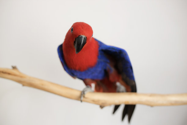 eclectus