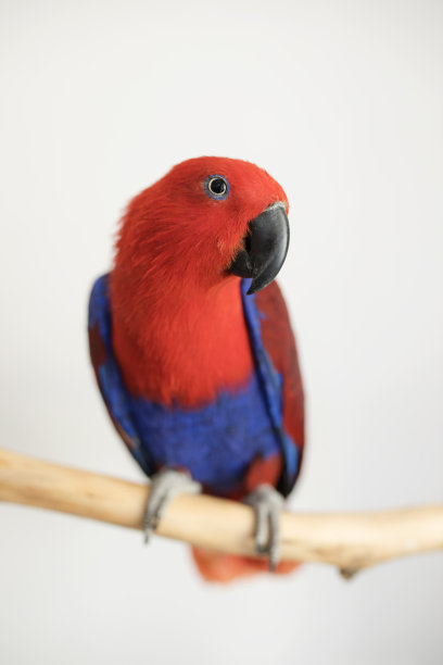 eclectus