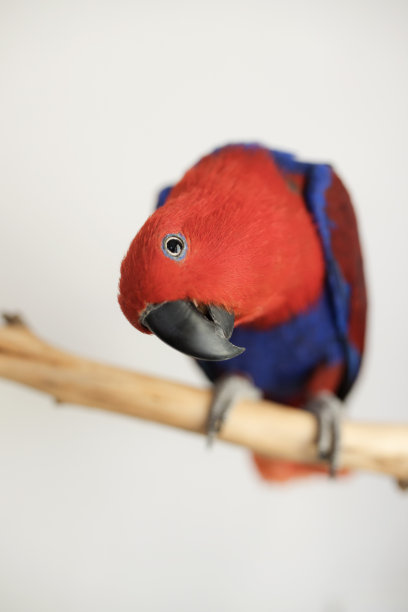 eclectus