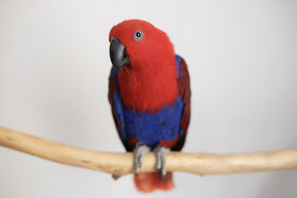 eclectus
