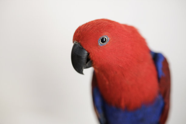 eclectus
