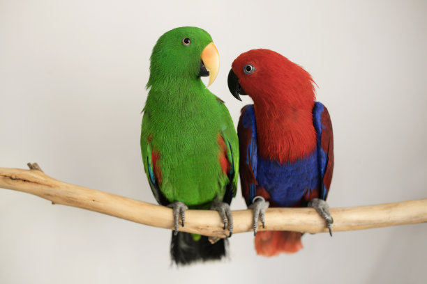 eclectus