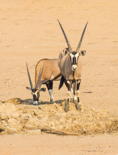 gemsbok