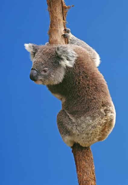 koala