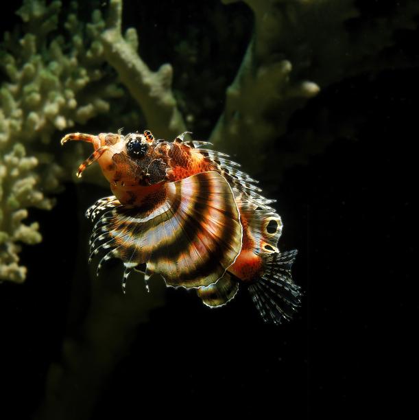 pterois