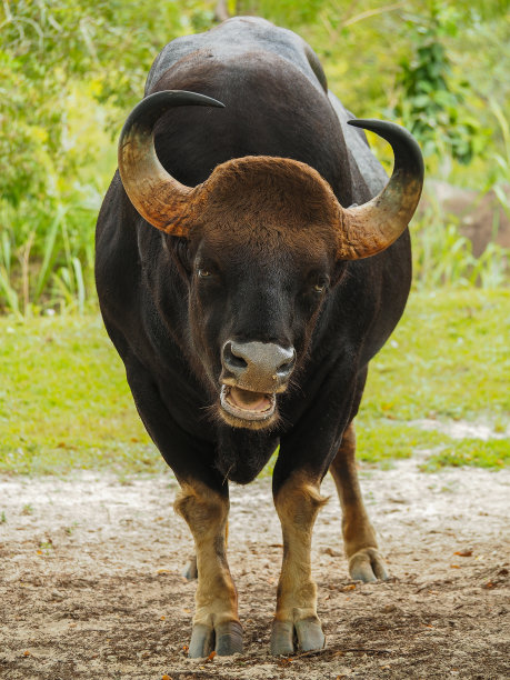 ox