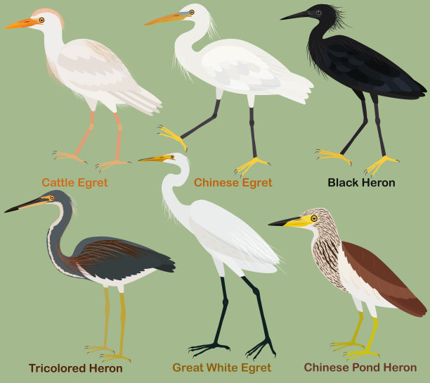 egret