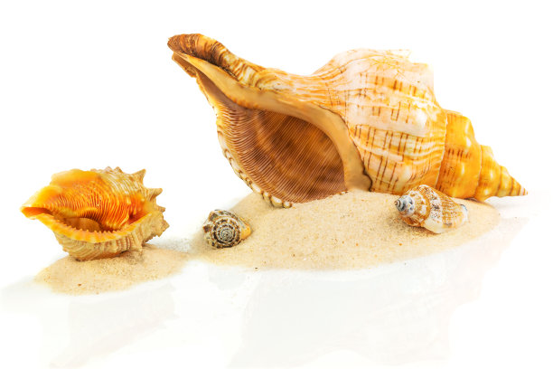 conch