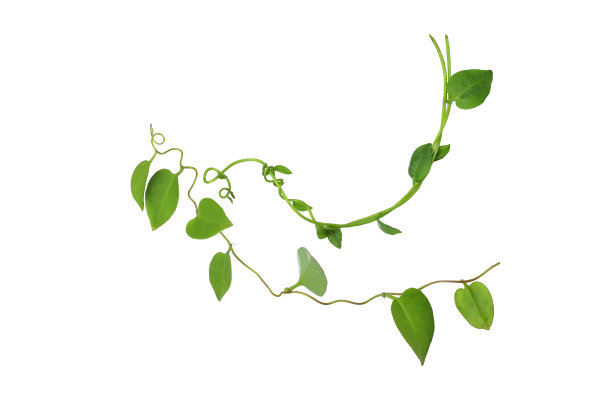 vitis