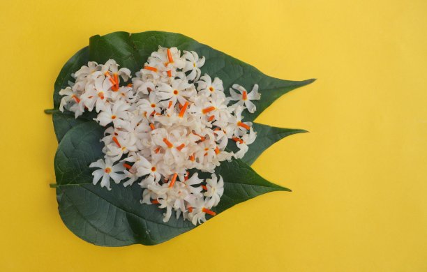 花簇,花,叶子