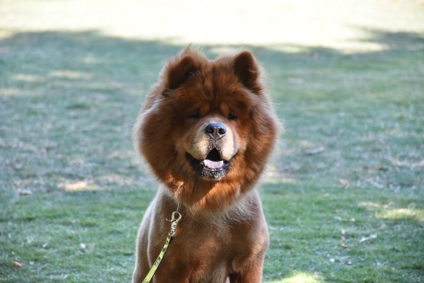 chow