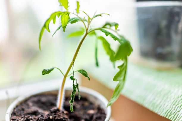 大棚种植葡萄