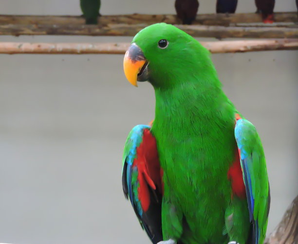 eclectus