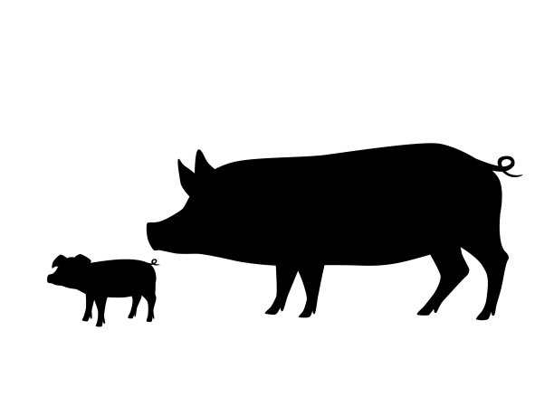 生猪,白猪,猪养殖