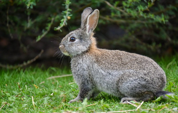 兔类动物