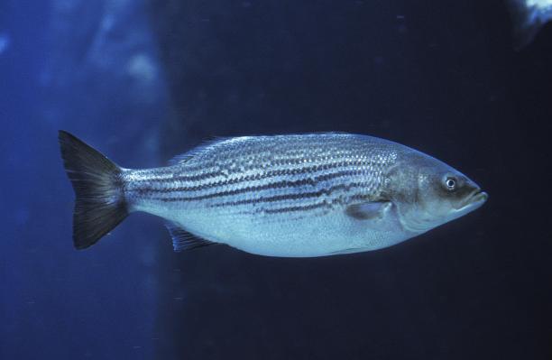 rockfish