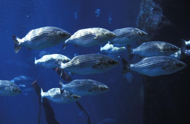 rockfish
