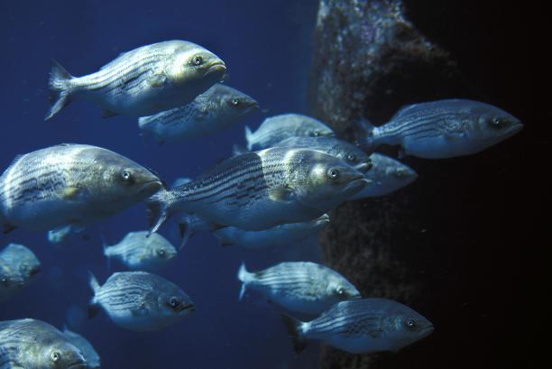 rockfish