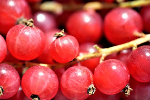 redcurrant