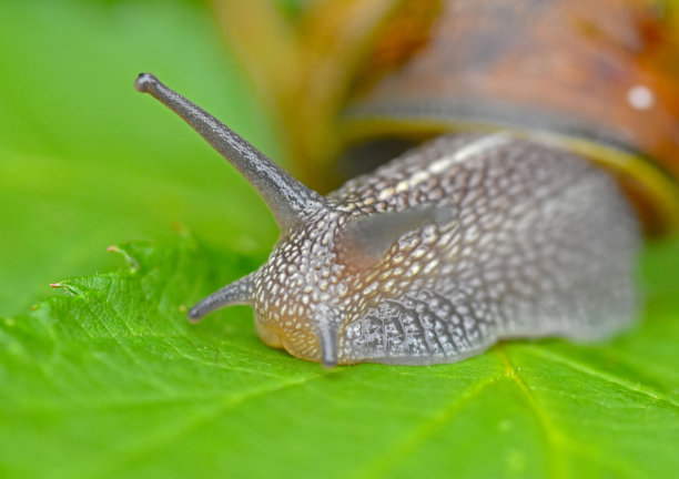 gastropod