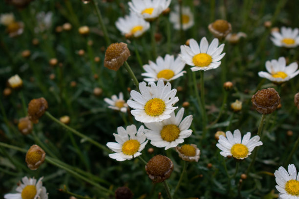 pyrethrum