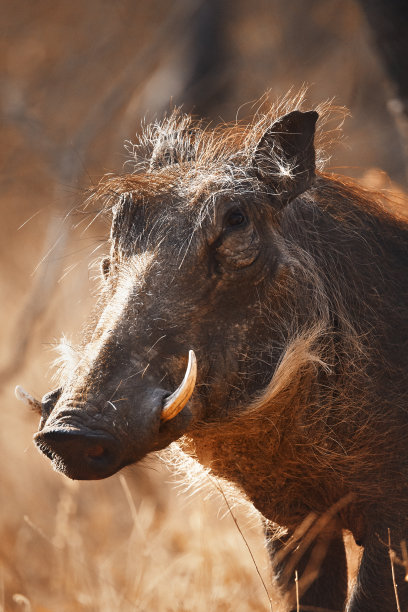 phacochoerus