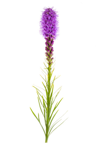 liatris