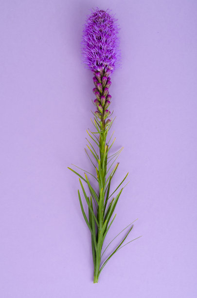 liatris