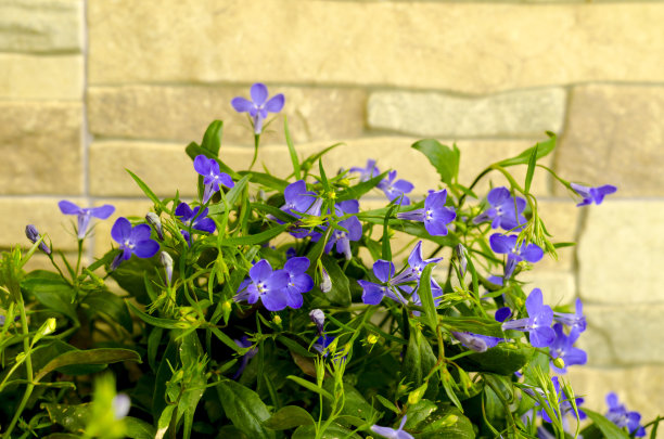 lobelia