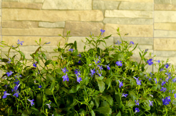 lobelia