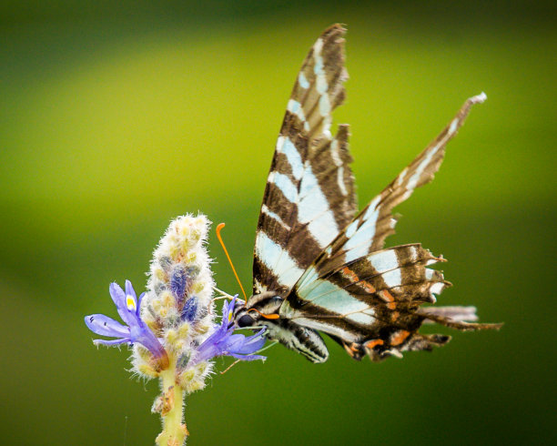 danaus