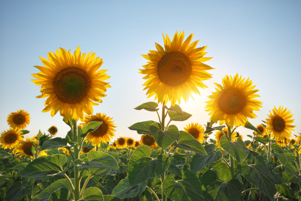 sunflower
