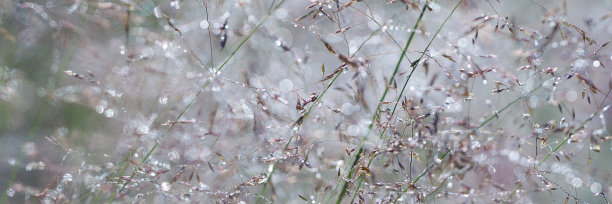 wispy